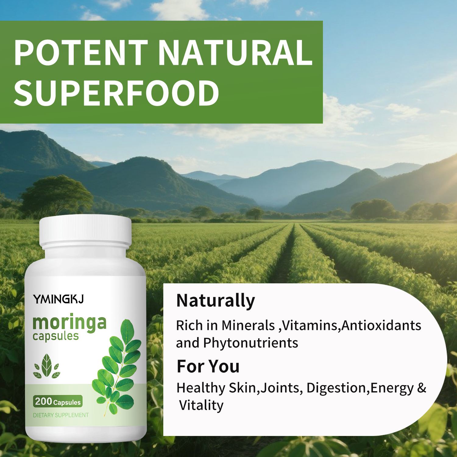 Organic Moringa Oleifera Leaf  - Moringa Leaf Powder avaliação e preço